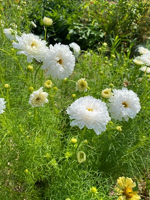 COSMOS Double Click Snow Puff